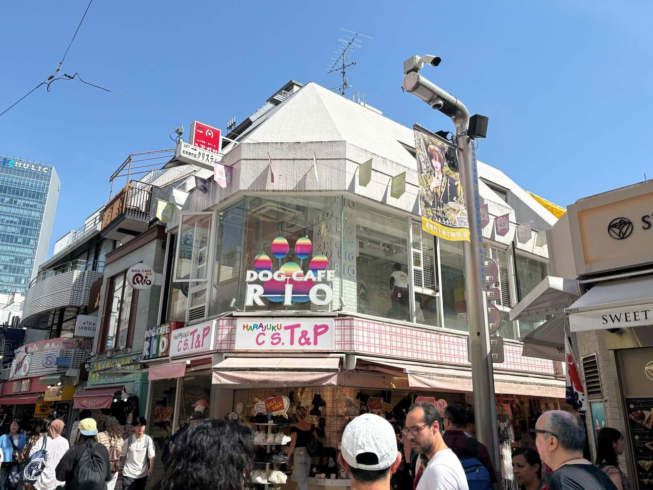 Dog Interaction Experience [Dog Cafe Rio Harajuku] - Klook